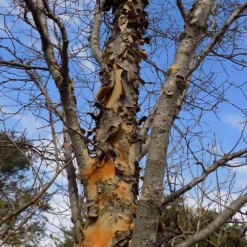 DannaSpire Columnar Elm Tree 13 DannaSpire Columnar Elm Tree -Deals The Flora Sprout Store Danaspire Elm 1