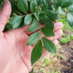 DannaSpire Columnar Elm Tree 10 DannaSpire Columnar Elm Tree -Deals The Flora Sprout Store Danaspire Elm 2