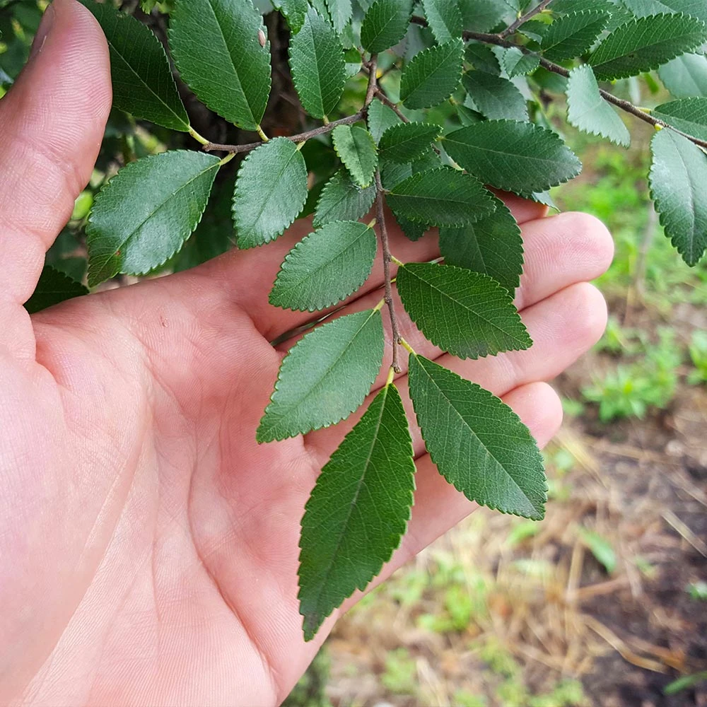 DannaSpire Columnar Elm Tree 5 DannaSpire Columnar Elm Tree - Image 3