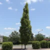 DannaSpire Columnar Elm Tree -Deals The Flora Sprout Store Danaspire Elm 600x600 4961af7f dea7 40b3 82eb c3bc4c66c411