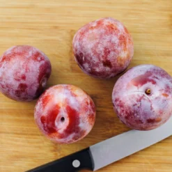 Dapple Dandy Pluot Tree 7 Dapple Dandy Pluot Tree -Deals The Flora Sprout Store Dapple Dandy 2