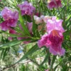 Bubba Jones Desert Willow -Deals The Flora Sprout Store Desert WIllow Bubba Jones 600x600 a9515f42 f813 44b7 b66d ed50ae000e31
