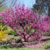 Don EGolf Redbud Tree 1 Don EGolf Redbud Tree -Deals The Flora Sprout Store Don E Golf Redbud FGT 600x600 c49249c0 d50c 46f7 91fb 098afcd5a4c7