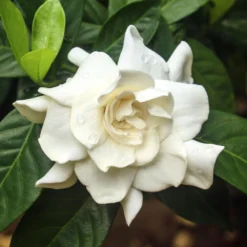 Double Blooming Gardenia Tree -Deals The Flora Sprout Store Double Blooming Gardenia 3 FGT
