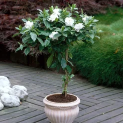 Double Blooming Gardenia Tree -Deals The Flora Sprout Store Double Blooming Gardenia 6 FGT