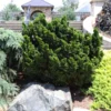 Dwarf Hinoki Cypress Shrub -Deals The Flora Sprout Store Dwarf Hinoki Cypress 600x600 cac0050d 9e2c 4c5e 9007 df543b90c8f8