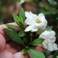 Dwarf Radicans Gardenia 9 Dwarf Radicans Gardenia -Deals The Flora Sprout Store Dwarf Radicans Gardenia 6