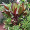 Dwarf Red Banana Tree 2 Dwarf Red Banana Tree -Deals The Flora Sprout Store Dwarf Red Banana Plant 350 01