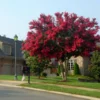 Dynamite Crape Myrtle 1 Dynamite Crape Myrtle -Deals The Flora Sprout Store Dynamite Crape Myrtle FGT 600x600 ec20f80c 908d 44ff 8414 19d01b29871e