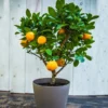 EasyPeel Clementine Tree 1 EasyPeel Clementine Tree -Deals The Flora Sprout Store Easy Peel Clementine FGT 600x600 7715f8b8 7ade 444c b849 5c8b79e452e4