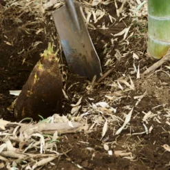 Edible Bamboo Plant 9 Edible Bamboo Plant -Deals The Flora Sprout Store Edible Bamboo 5 FGT