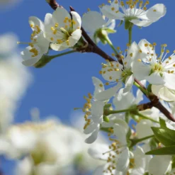 Elephant Heart Plum Tree -Deals The Flora Sprout Store Elephant Heart Plum 2