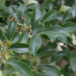 Emerald Flair Elm Tree -Deals The Flora Sprout Store Emerald Flair 2