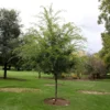 Emerald Flair Elm Tree -Deals The Flora Sprout Store Emerald Flair 600x600 537bca49 bcda 436c baea fab6477ae12c