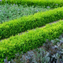 English Boxwood Shrub -Deals The Flora Sprout Store English Boxwood 3 FGT