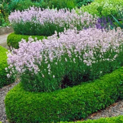 English Boxwood Shrub -Deals The Flora Sprout Store English Boxwood 4