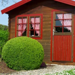 English Boxwood Shrub -Deals The Flora Sprout Store English Boxwood 6 FGT