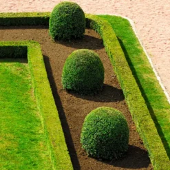 English Boxwood Shrub -Deals The Flora Sprout Store English Boxwood 7