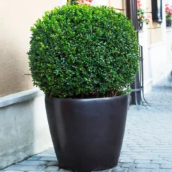 English Boxwood Shrub -Deals The Flora Sprout Store English Boxwood 9 FGT