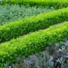 English Boxwood Shrub 2 English Boxwood Shrub -Deals The Flora Sprout Store English Boxwood FGT 600x600 859093e7 609f 4eba 869a 4dcbfc608a37