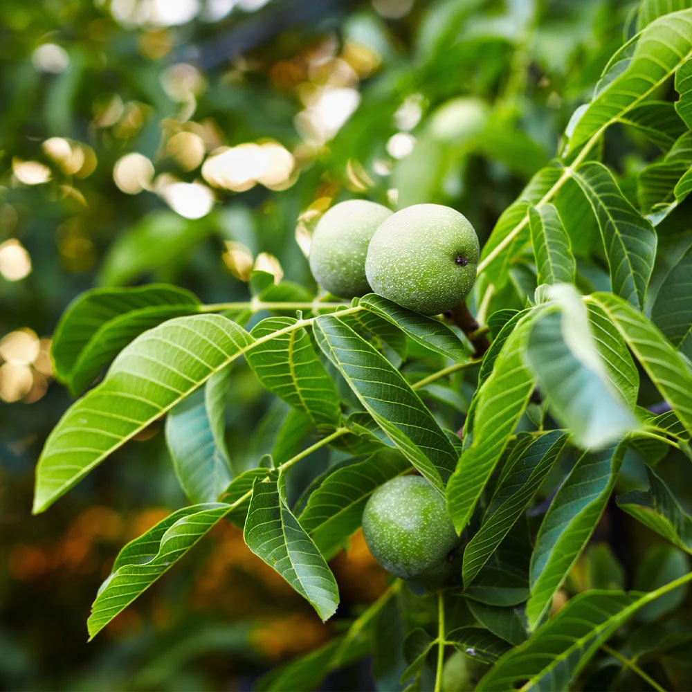 English Walnut Tree 4 English Walnut Tree - Image 2