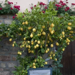 Eureka Lemon Tree 7 Eureka Lemon Tree -Deals The Flora Sprout Store Eureka Lemon Tree 1 FGT