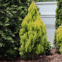 Forever Goldy™ Arborvitae Tree -Deals The Flora Sprout Store FOrever GOldie 2