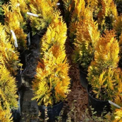 Forever Goldy™ Arborvitae Tree -Deals The Flora Sprout Store FOrever GOldy 3