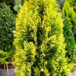 Forever Goldy™ Arborvitae Tree -Deals The Flora Sprout Store FOrever GOldy 4