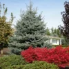 Fat Albert Colorado Blue Spruce 2 Fat Albert Colorado Blue Spruce -Deals The Flora Sprout Store Fat albert Blue Spruce FGT 600x600 2967f4b7 777d 4dcb 9133 7fce04685aca