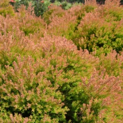 Fire Chief™ Thuja Shrub 10 Fire Chief™ Thuja Shrub -Deals The Flora Sprout Store Fire Chief Arborvitae 4