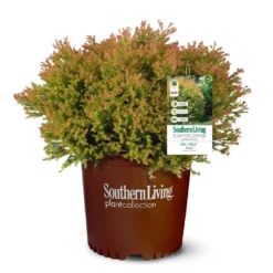 Fire Chief™ Thuja Shrub 11 Fire Chief™ Thuja Shrub -Deals The Flora Sprout Store Fire Chief Arborvitae 5