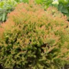 Fire Chief™ Thuja Shrub -Deals The Flora Sprout Store Fire Chief Arborvitae FGT 600x600 37a959d3 8432 48d1 a13c 2918104cceee
