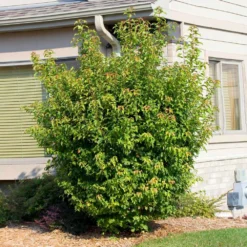 Flame Amur Maple 11 Flame Amur Maple -Deals The Flora Sprout Store Flame Amur 2