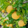 Flame Grapefruit Tree -Deals The Flora Sprout Store Flame Grapefruit 600x600 3439c604 9d92 491c b107 cc763d52c75a