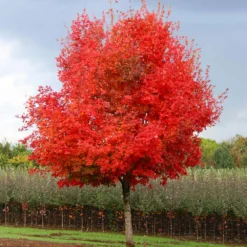 Flashfire® Maple Tree 9 Flashfire® Maple Tree -Deals The Flora Sprout Store Flashfire Maple 1