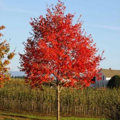 Flashfire® Maple Tree 10 Flashfire® Maple Tree -Deals The Flora Sprout Store Flashfire Maple 2