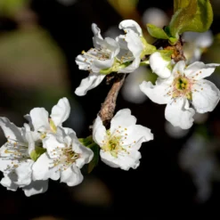 Flavor Queen Pluot® 10 Flavor Queen Pluot® -Deals The Flora Sprout Store Flavor Queen Pluot 3