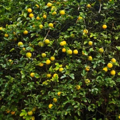 Hardy Orange Tree 'Flying Dragon' 17 Hardy Orange Tree 'Flying Dragon' -Deals The Flora Sprout Store Flying Dragon Trifoliate orange 2