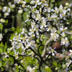 Hardy Orange Tree 'Flying Dragon' 18 Hardy Orange Tree 'Flying Dragon' -Deals The Flora Sprout Store Flying Dragon Trifoliate orange 3 FGT
