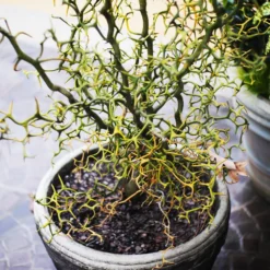 Hardy Orange Tree 'Flying Dragon' 15 Hardy Orange Tree 'Flying Dragon' -Deals The Flora Sprout Store Flying Dragon Trifoliate orange 7