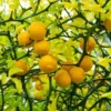 Hardy Orange Tree 'Flying Dragon' 1 Hardy Orange Tree 'Flying Dragon' -Deals The Flora Sprout Store Flying Dragon Trifoliate orange FGT 600x600 01172a27 1707 4e05 99b7 c2188e0645c2
