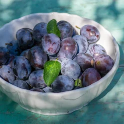 French Prune Tree 9 French Prune Tree -Deals The Flora Sprout Store French Prune Plum 3