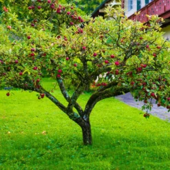 Fuji Apple Tree - USDA Organic 10 Fuji Apple Tree - USDA Organic -Deals The Flora Sprout Store Fuji Apple 6
