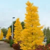 Goldspire™ Ginkgo Tree 1 Goldspire™ Ginkgo Tree -Deals The Flora Sprout Store GOldspire Ginkgo Tree FGT 600x600 7823bbd2 a0a0 4e3e 97ee 180c7afa68ba