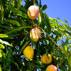 Salsa Kit -Deals The Flora Sprout Store Glenn Mango 6