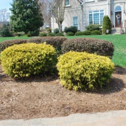 Gold Mop Cypress -Deals The Flora Sprout Store Gold Mop Cypress 1 FGT