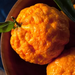 Gold Nugget Mandarin Tree 10 Gold Nugget Mandarin Tree -Deals The Flora Sprout Store Gold Nugget Manderine Tree 4 FGT