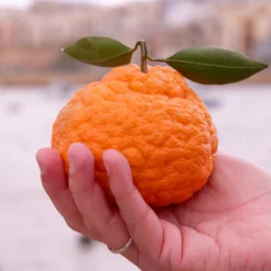 Gold Nugget Mandarin Tree 9 Gold Nugget Mandarin Tree -Deals The Flora Sprout Store Gold Nugget Manderine Tree 7