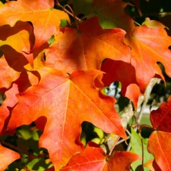 Green Mountain Sugar Maple Tree 10 Green Mountain Sugar Maple Tree -Deals The Flora Sprout Store Green Mountain Sugar Maple 2